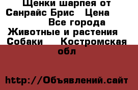 Щенки шарпея от Санрайс Брис › Цена ­ 30 000 - Все города Животные и растения » Собаки   . Костромская обл.